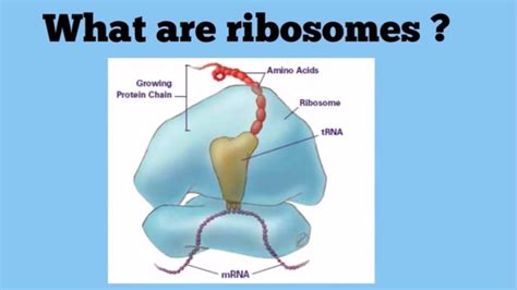 Ribosomes The Protein Factories Youtube