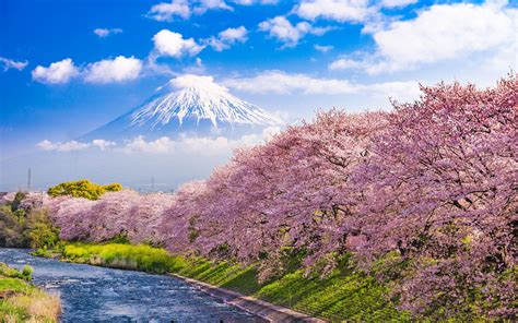 Cherry Blossoms In Japan Urui River And Mount Fuji In