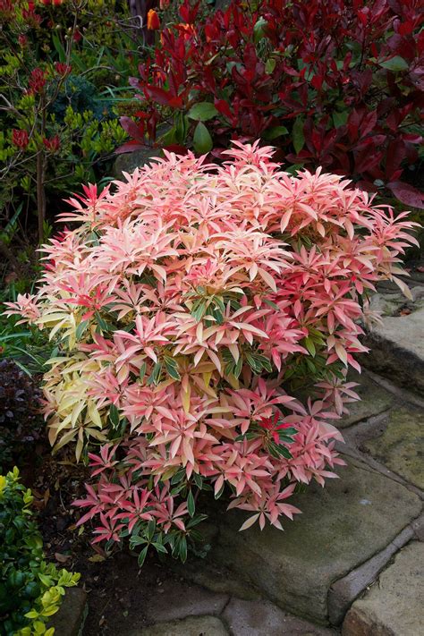 This tree flowers in spring and loves small spaces. Foliage colours of Pieris japonica 'Flaming Silver' in ...