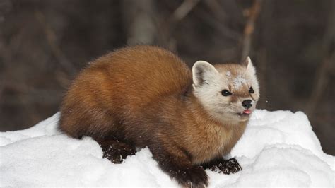 Beech Marten Facts Profile Traits Diet Size Track Baby Mammal Age