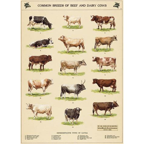 cow chart vintage style poster dairy cow breeds breeds of cows dairy cows