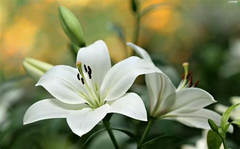 Close White Lilies Flowers Wallpapers 3000x1872