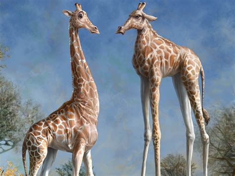 Good day, on this site you can quickly and conveniently download free wallpapers for your desktop. Giraffe Wallpaper and Background Image | 1440x1080 | ID ...