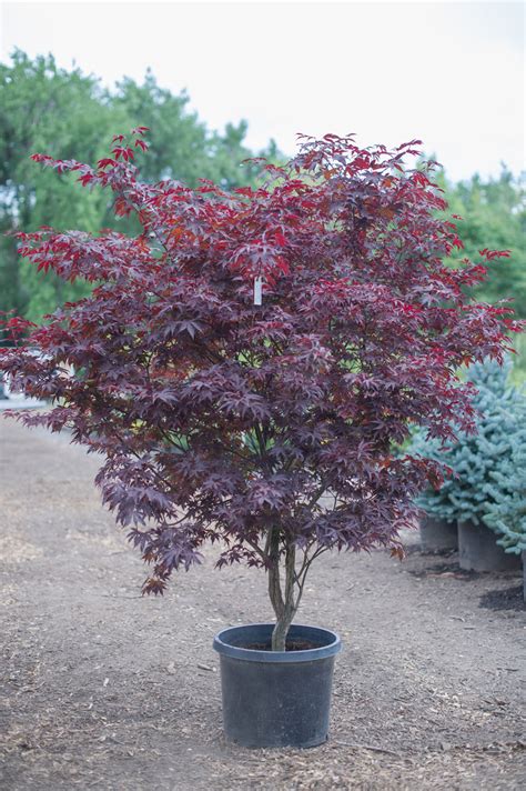 Maple Bloodgood Japanese For Sale In Boulder Colorado