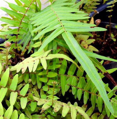 Chinese Brake Fern Or Ladder Fern Pteris Vittata Aquatic Plants Sa