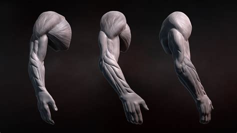 Maxresdefault With Images Arm Anatomy Zbrush Human Body Anatomy