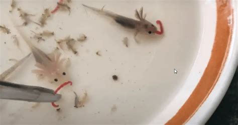 Axolotl Breeding How Do Axolotls Reproduce Famillypet