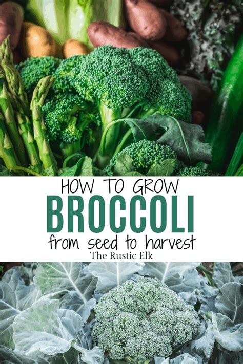 How To Grow Broccoli From Seed To Harvest In 2020