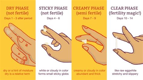 Picture Chart Cervical Mucus Glow Community