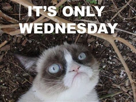 Its Only Wednesday Quotes Quote Grumpy Cat Wednesday Hump Day Wednesday