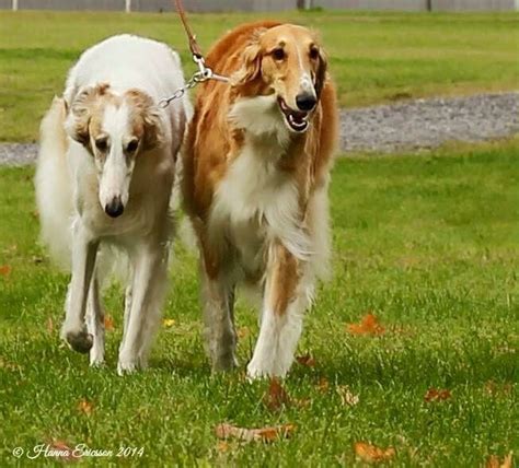 Lucky for wolves, modern borzoi are more interested in chasing lures and conformation titles than their forbears. Borzoi | Borzoi, Russian wolfhound, Dog breeds