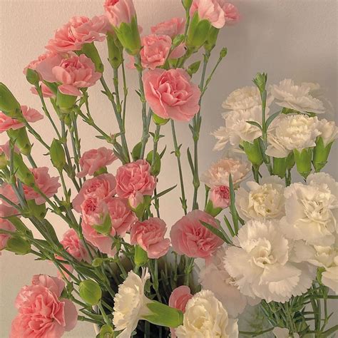 ♥︎︎︎︎ On Twitter Flowers Nature My Flower Pink Flowers