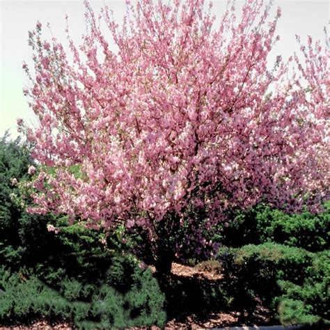 Savannah Broome Kwanzan Flowering Cherry Tree Growth Rate Japanese Flowering Cherry Plant