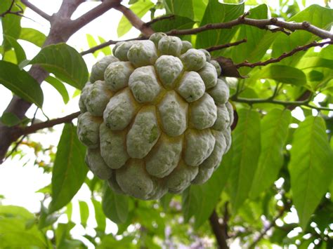 Apples, on the other hand, produce a lot a single backyard apple tree can yield more than 800 pounds of apples in a good year. Eugenia Writes!: My Sugar Apple - Snapshot Saturday