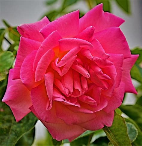 Summer Rose A Summer Rose Taken In A Garden In Grays Esse Peter