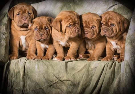 Dogue De Bordeaux Puppies For Sale In Maryland