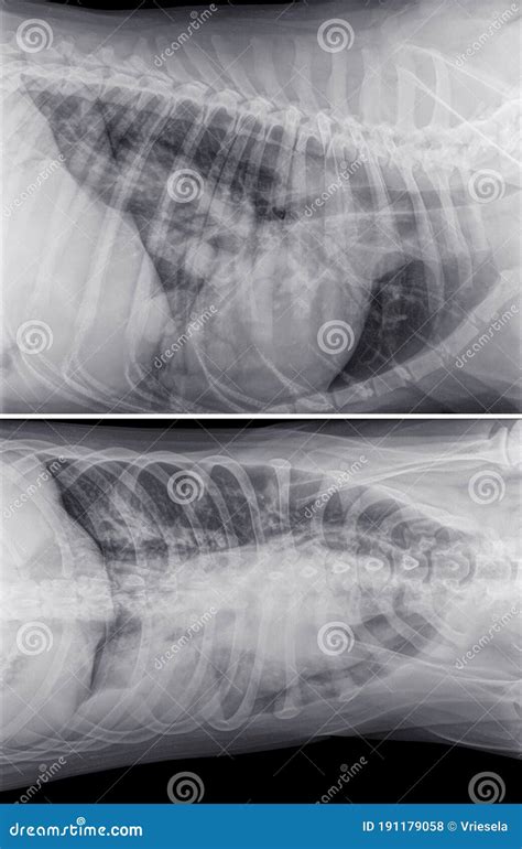 Dorso Ventral X Ray Of The Thorax And Abdomen Of A Cat Stock Photo