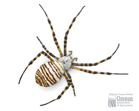 Banded Garden Spider Argiope Trifasciata Oregon Department Of