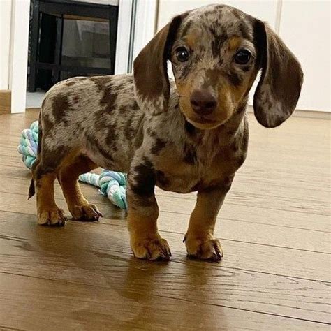 Dapple Dachshund Miniature Dachshund Breed Dachshund Puppies For Sale