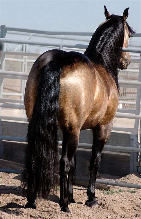 Pedigree for buckskin whiz, photos and offspring from the all breed horse pedigree database. DunitGoodInHollywood , Buckskin Stallion, reining ,barrels