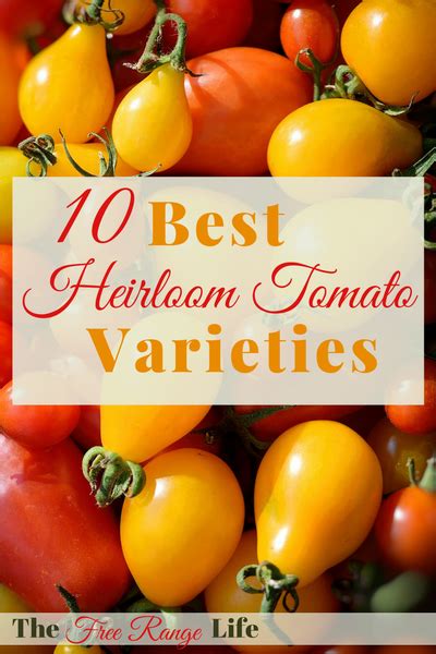 The Best Heirloom Tomato Varieties To Grow This Year With Images