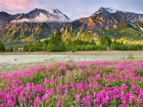 Spring Mountain Landscape Canada Meadow Flowers With Purple Green