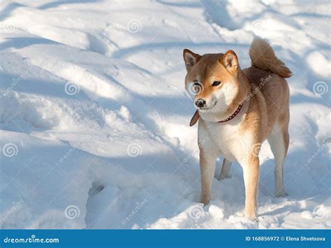 Cute Red Shiba Inu Dog In Red Collar Standing On Snow In Sunny Winter