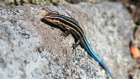 Common Five Lined Skink Carolinian And Southern Shield Five Year