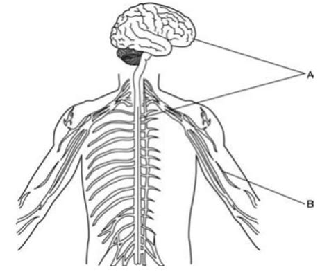 You can use these free icons and png images for your photoshop design, documents, web sites, art projects or google presentations, powerpoint templates. Nervous System Diagram Black And White : Human Physiology ...