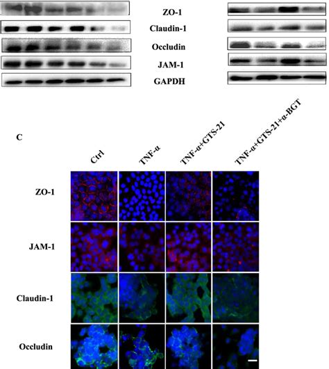 Gts Improves The Tight Junction Tj Proteins Expressions And