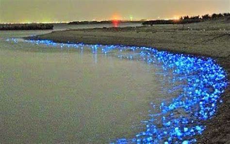 The Blue Lights On The Sea Coast Are The Glowing Firefly Squid Of