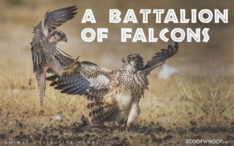 Coolest Names for Groups of Different Animals - Barnorama