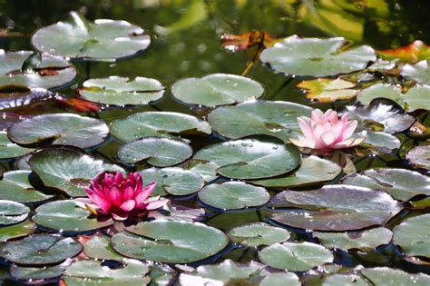 Water Lilies Lily Pads Pond Free Photo On Pixabay Pixabay