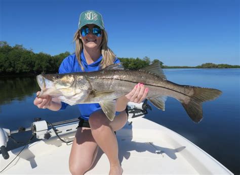 The best way to catch snook with live bait is with a shrimp, pin fish or mullet coupled with a 4/0 circle hook and at least a 30 lb. Let's Go Fishing: Top Species to Catch in Charlotte Harbor