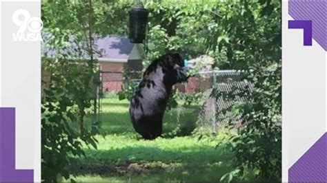 Curious Bear Pokes His Head Around Frederick Residential Neighborhood