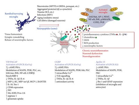 Schematic Summary Of Microglia Roles In Physiological And Pathological Download Scientific
