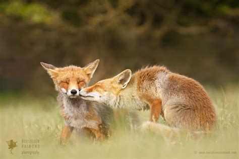 Fox Love Series Foxy Love Roeselien Raimond Nature Photography