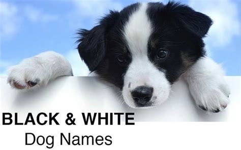 Black And White Dog Names Change Comin