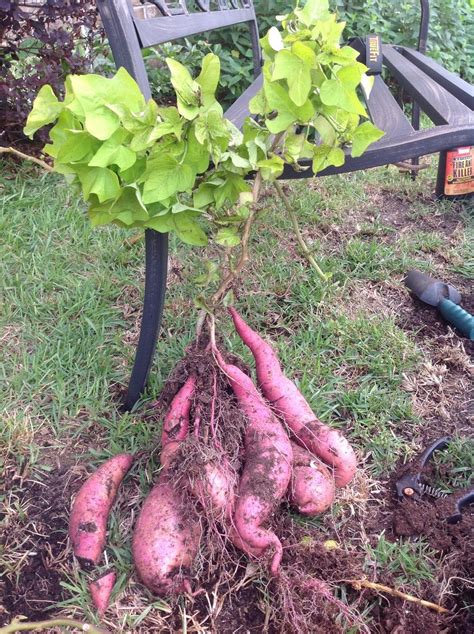 Photo Of The Entire Plant Of Ornamental Sweet Potato Ipomoea Batatas
