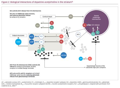 Feb 23, 2017 · the pathophysiology of parkinson's disease (pd) is only partially understood, although considerable progress has been made. Dopamine And Parkinson Disease Is The Killer In The House ...