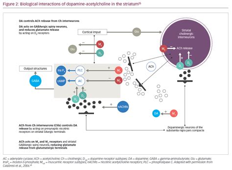 It is now well known that. Expert Perspectives - Parkinson's Disease Pathophysiology ...