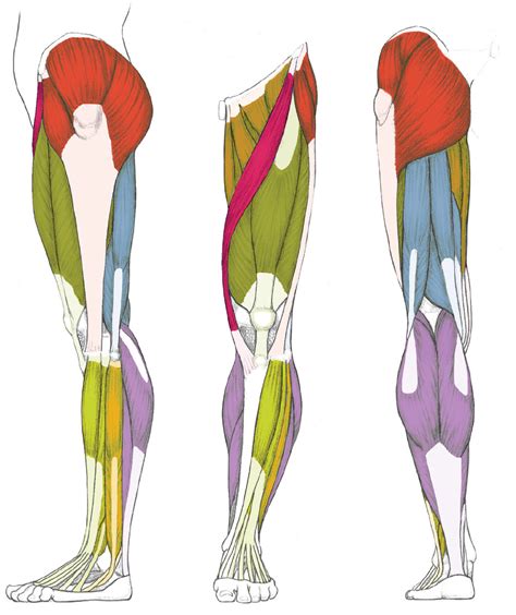 Leg Muscle Diagram Basic