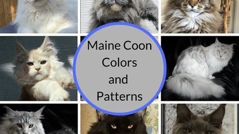 Check spelling or type a new query. Maine Coon Cat Size Chart - Baby Cuddling Kitten