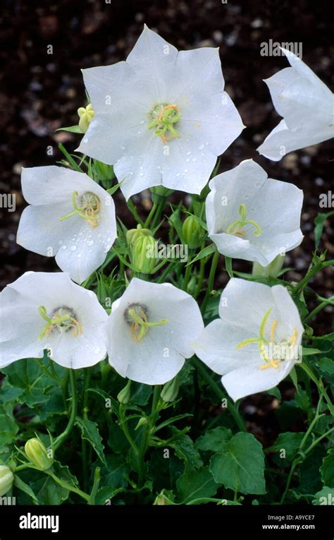 Campanula Carpatica White Clips Bell Shaped White Flowers Plants