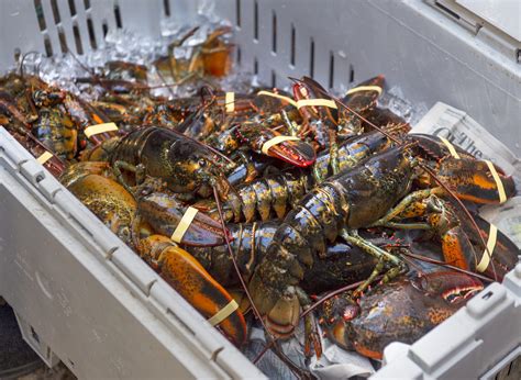 Nova Scotia Restaurants Boycott Lobster In Support Of Mikmaq Self