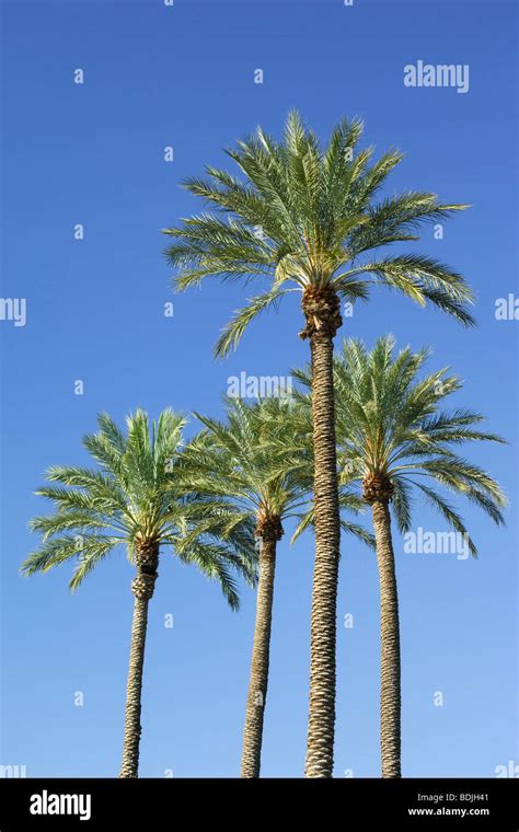 Palm Trees In Las Vegas Nevada Usa Stock Photo Alamy