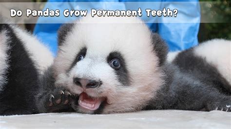 Do Pandas Grow Permanent Teeth Ipanda Youtube