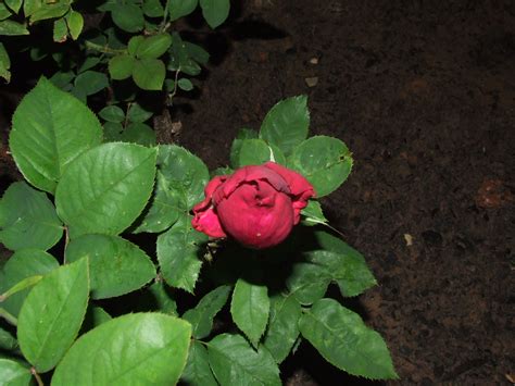 Red Rose Bud In The Dark Free Stock Photo Public Domain Pictures