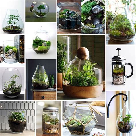 Save money online with terrarium deals, sales, and discounts march 2021. Enclosed Terrariums: Tips, Tricks, and Inspiration | How ...