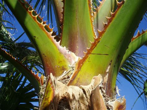 Washingtonia robusta, the mexican fan palm or mexican washingtonia, is a palm tree native to western sonora and baja california sur in northwestern mexico. PALMERA DE CALIFORNIA: Washingtonia filifera | Plantas ...